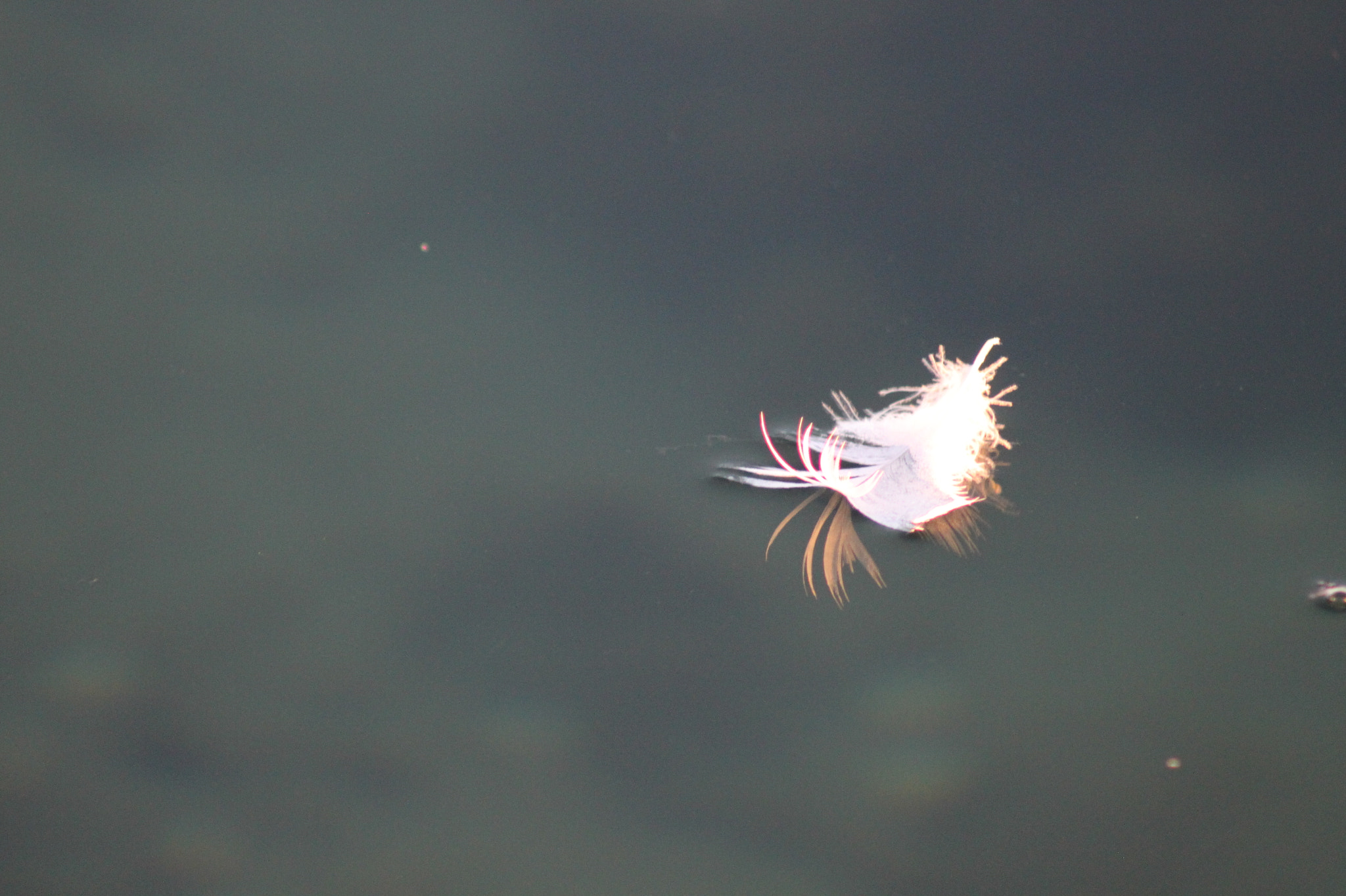 Canon EOS 500D (EOS Rebel T1i / EOS Kiss X3) sample photo. Feather on sea level. photography