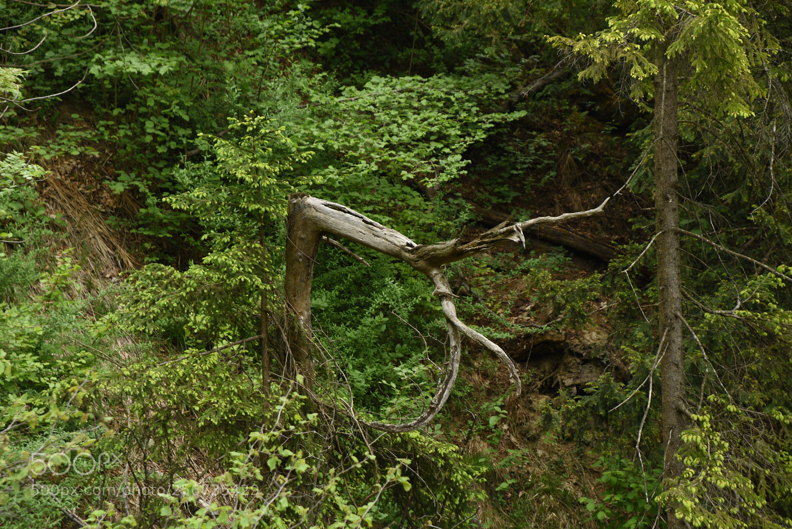 Nikon D750 sample photo. Untitled photography