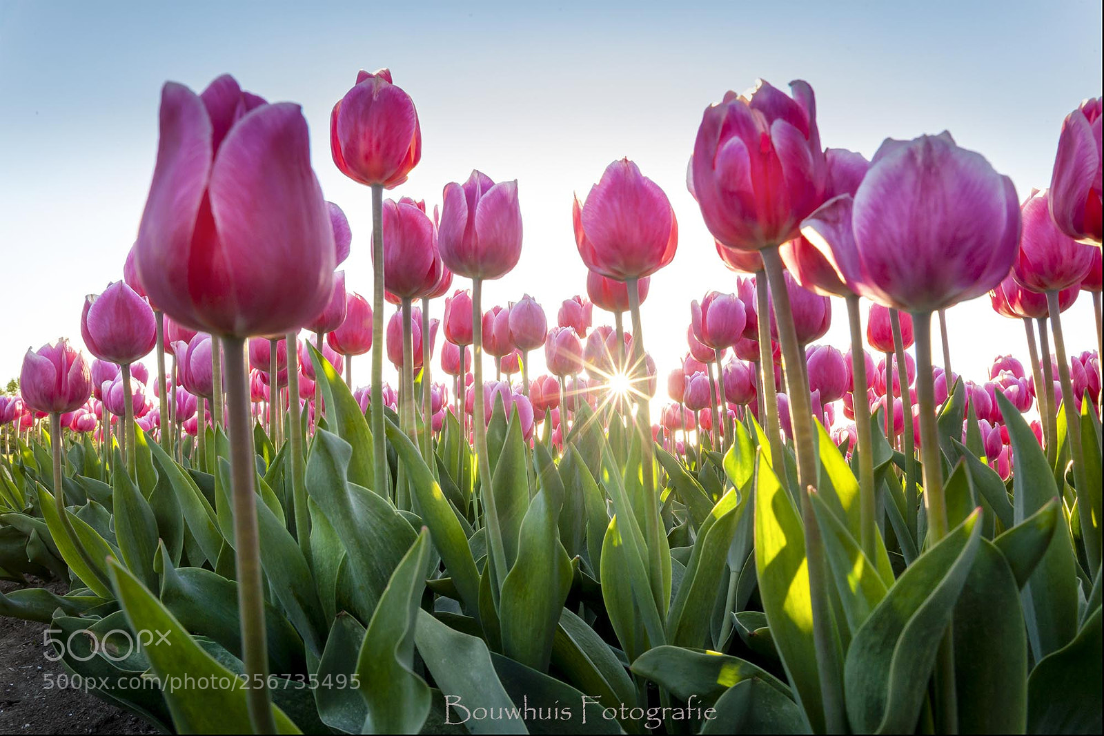 Canon EOS 5D Mark II sample photo. Sunny tulips photography