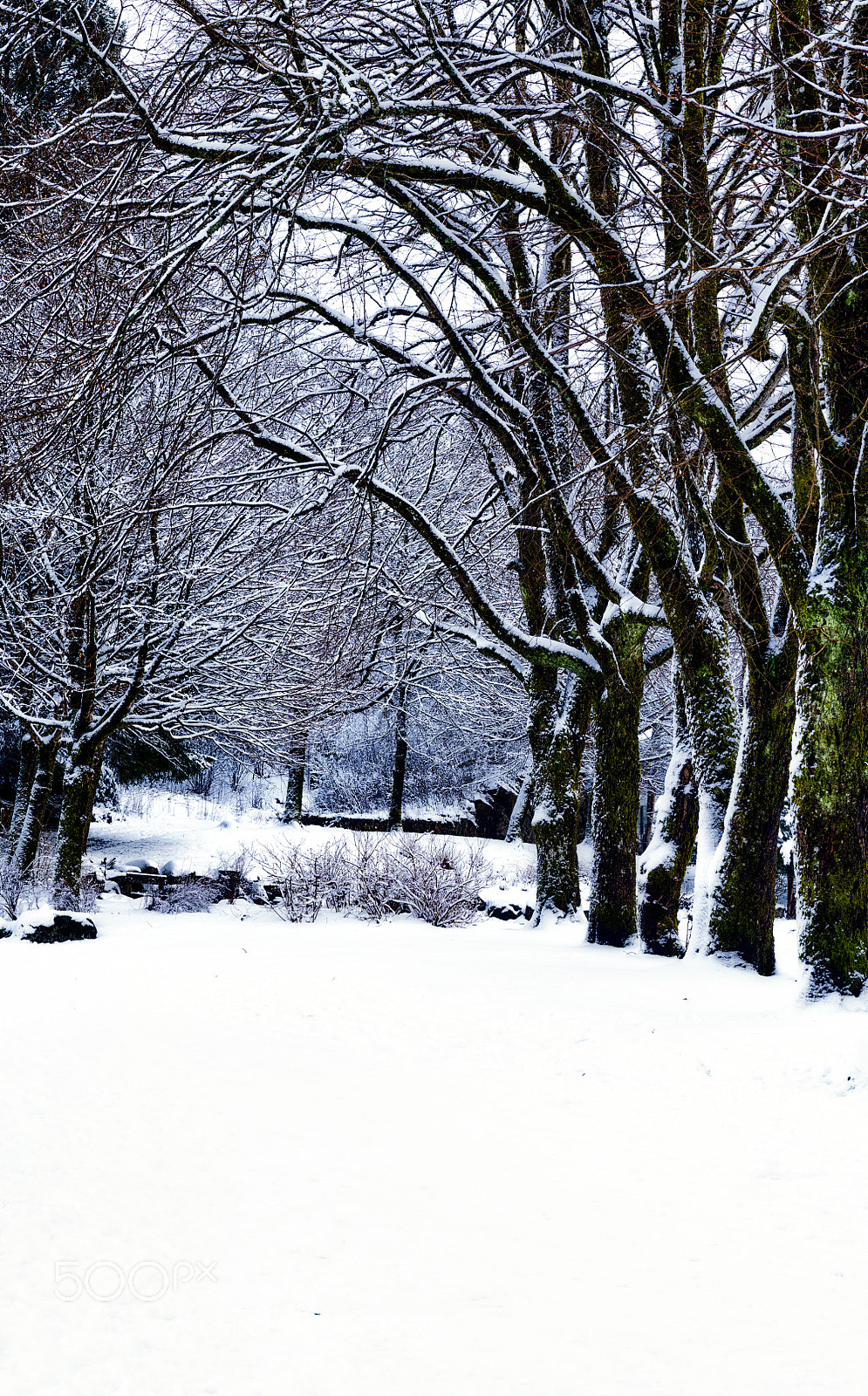 Nikon D850 sample photo. Snow covered ground. photography