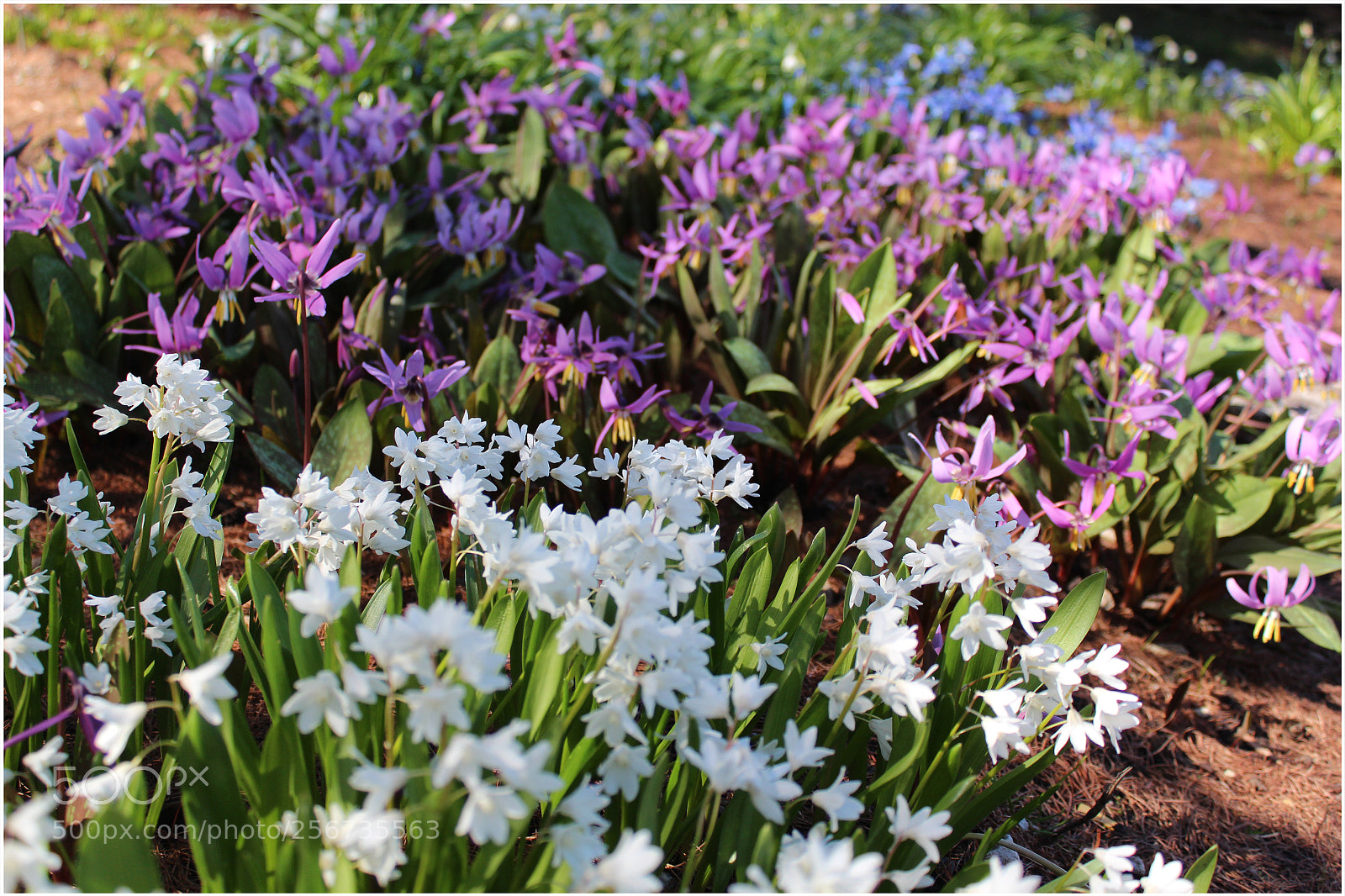 Canon EOS 650D (EOS Rebel T4i / EOS Kiss X6i) sample photo. Hello, spring! photography