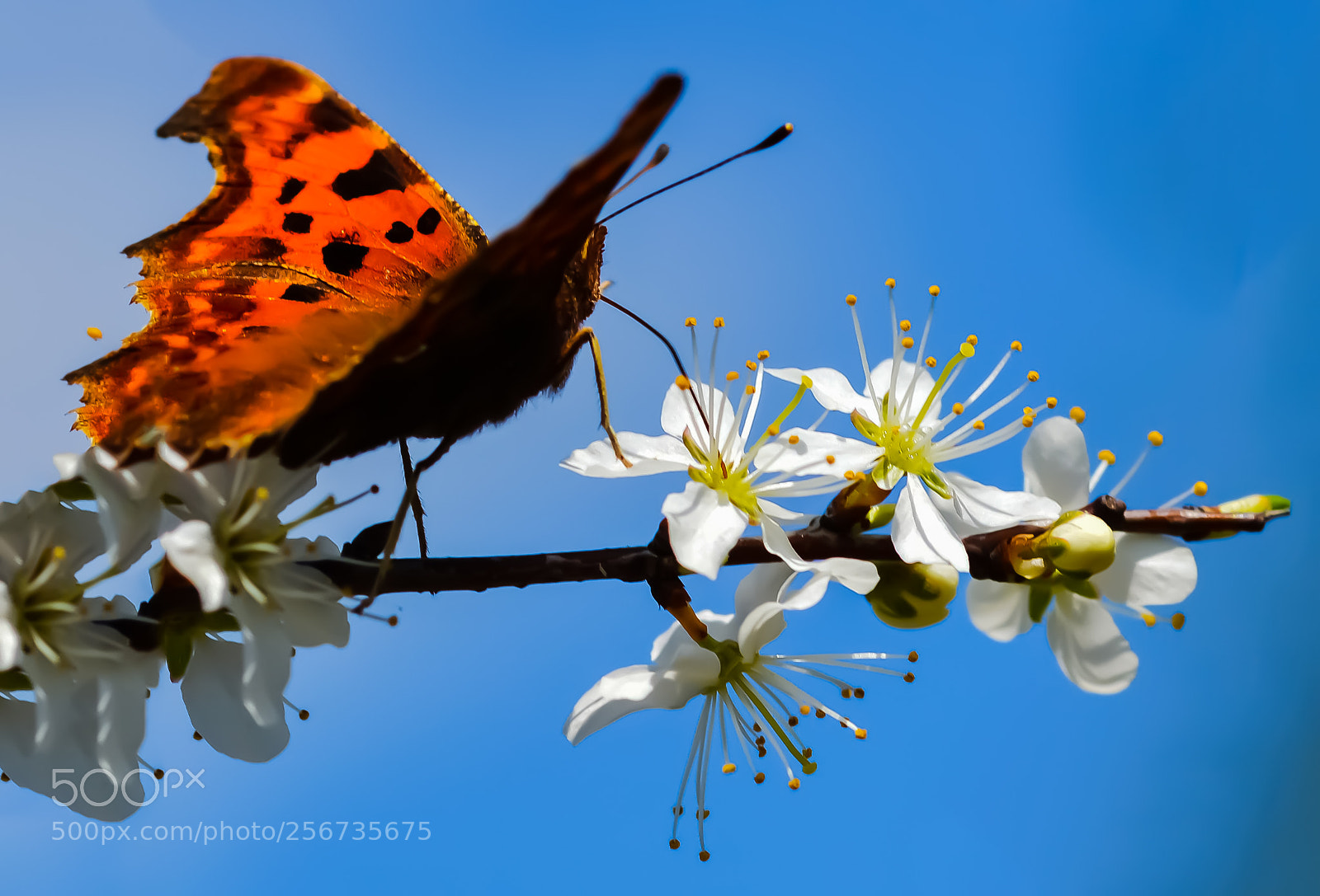 Nikon D3200 sample photo. Butterfly photography