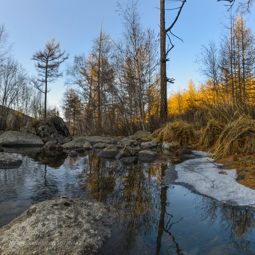 Nikon D800 sample photo. Forest spring evening photography