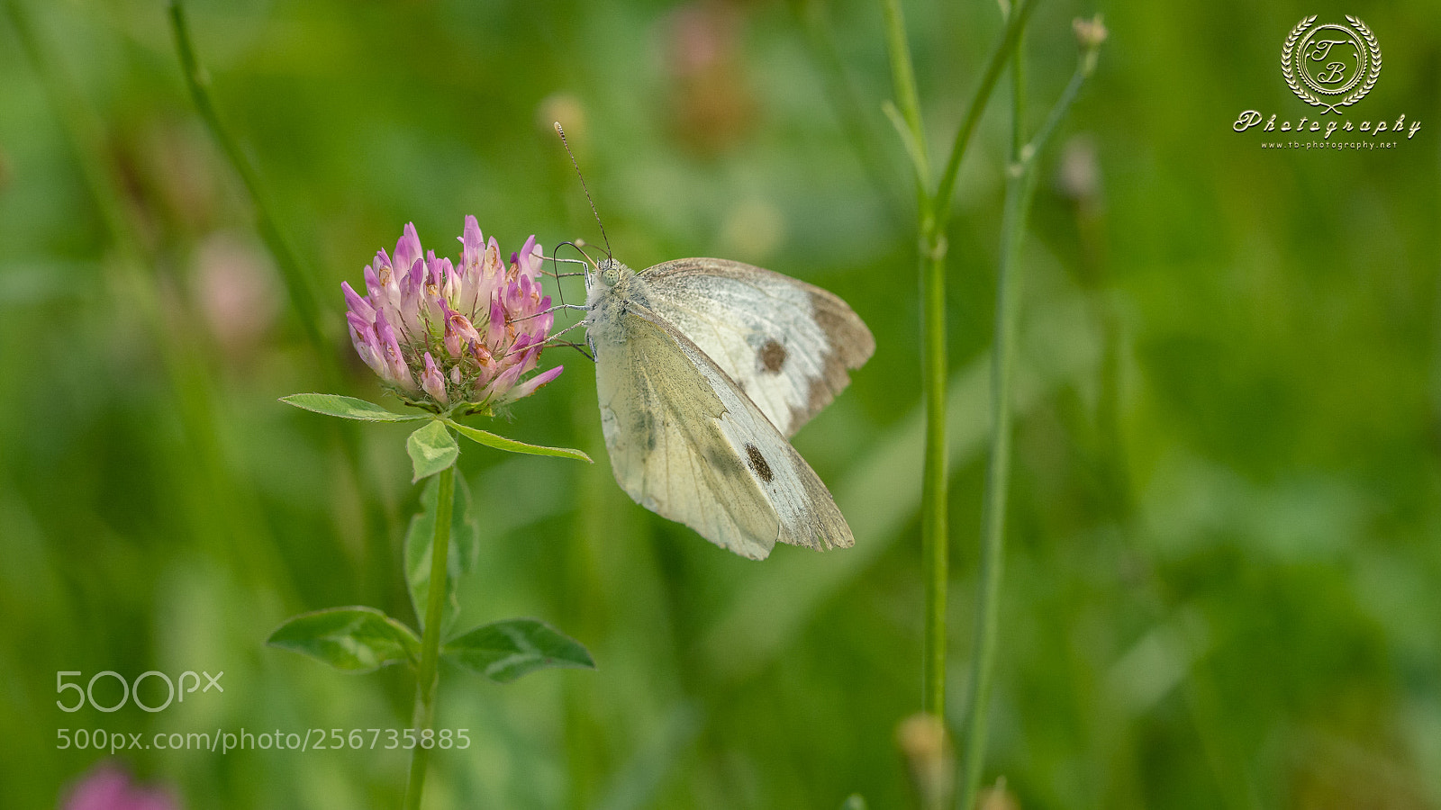 Nikon D7200 sample photo. Rapswei ling auf kleebl photography