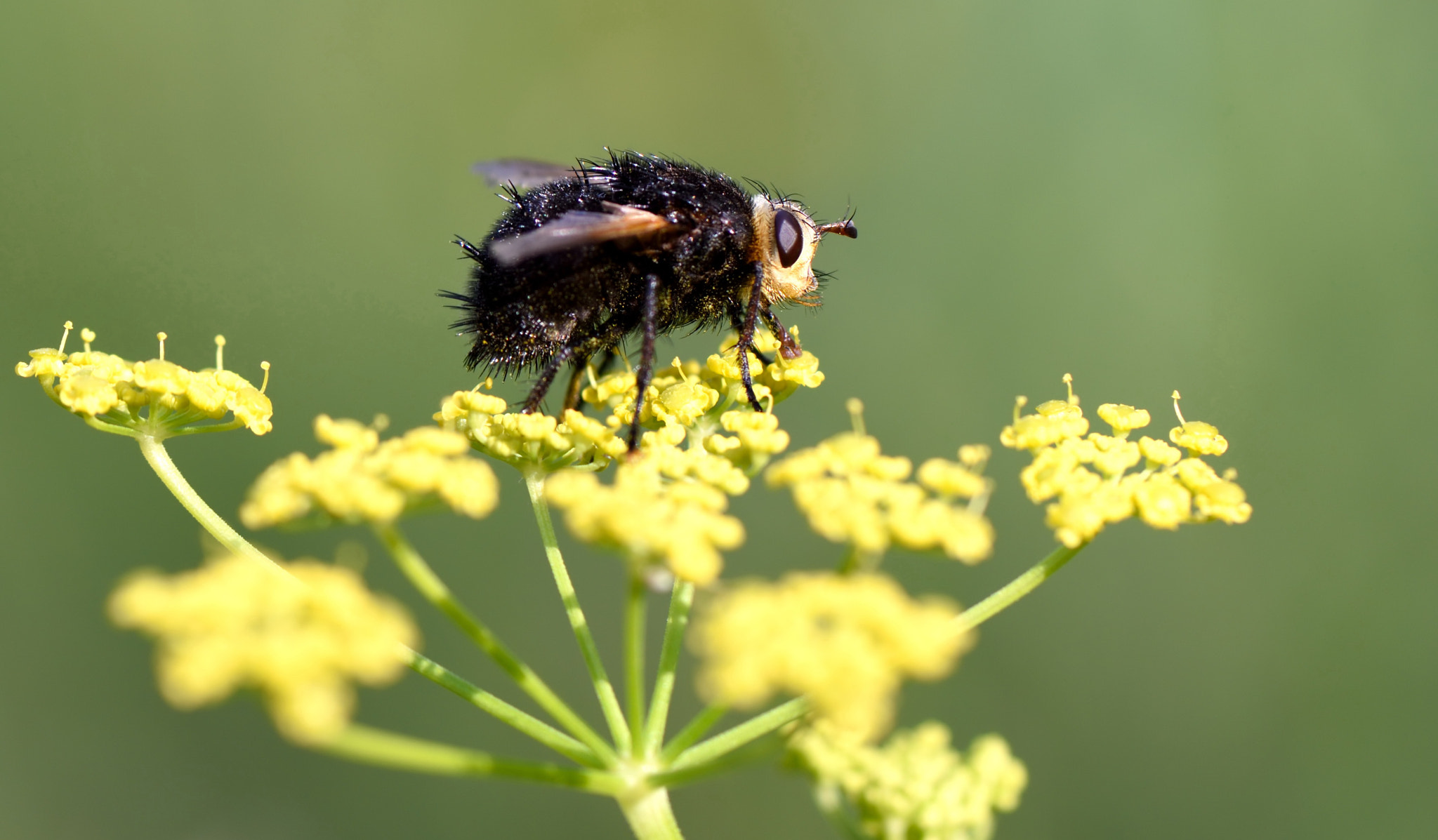 Nikon D810 + Nikon AF-S Micro-Nikkor 105mm F2.8G IF-ED VR sample photo. Tashina grossa. photography