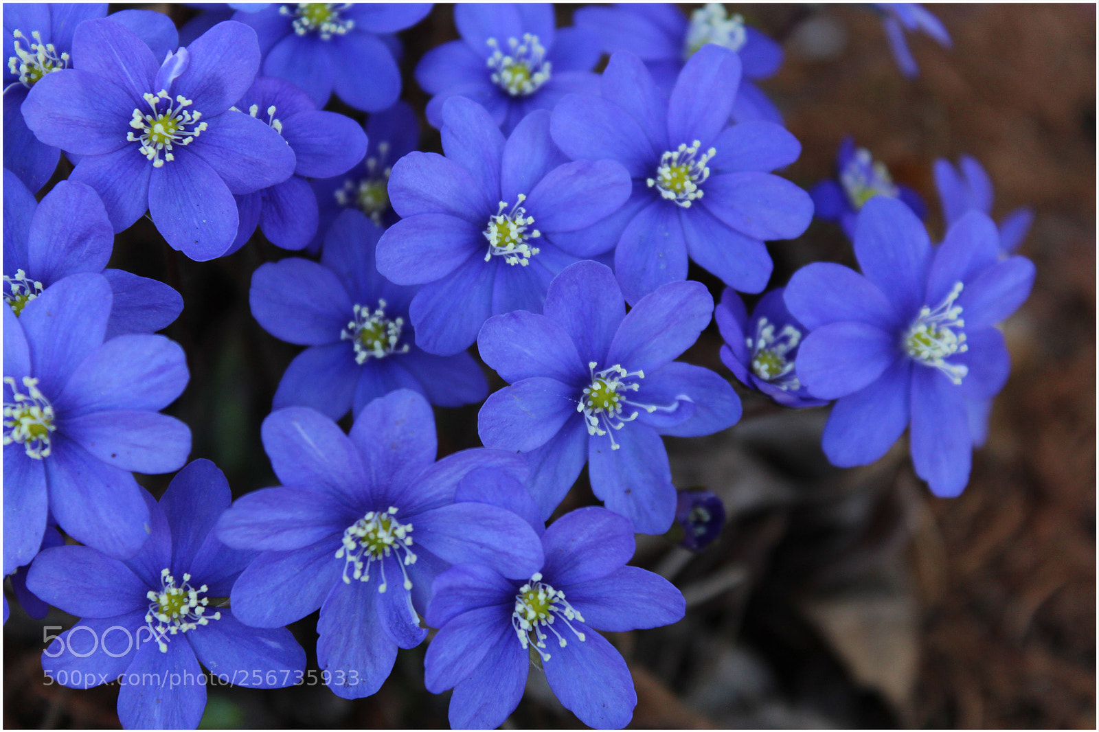 Canon EOS 650D (EOS Rebel T4i / EOS Kiss X6i) sample photo. Yes to spring photography