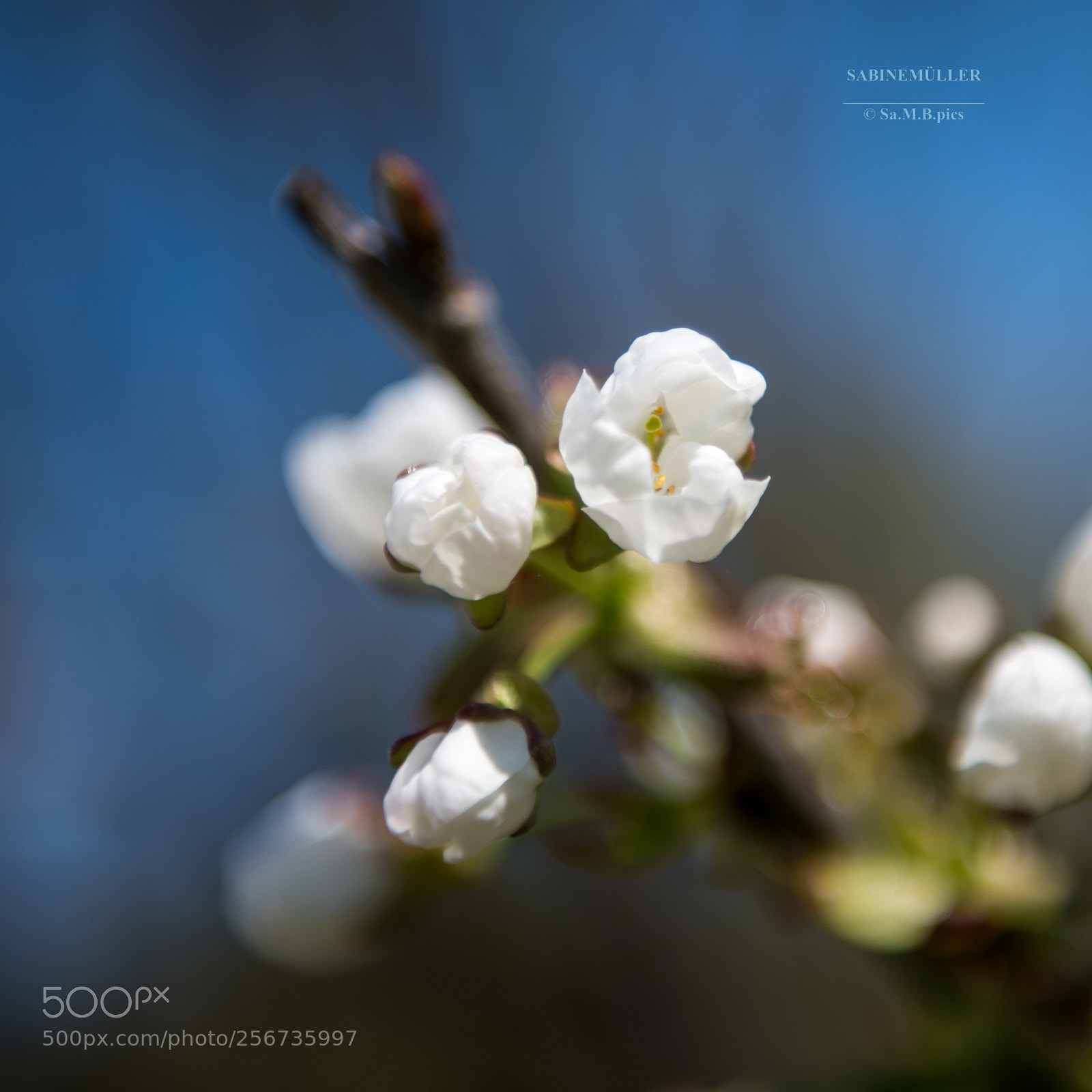 Nikon D850 sample photo. Springtime - cherry blossom photography