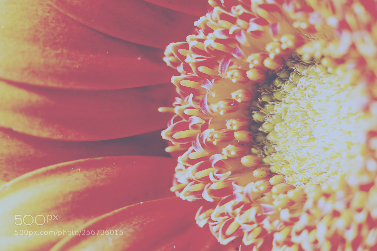 Nikon D3200 sample photo. Red bloom photography