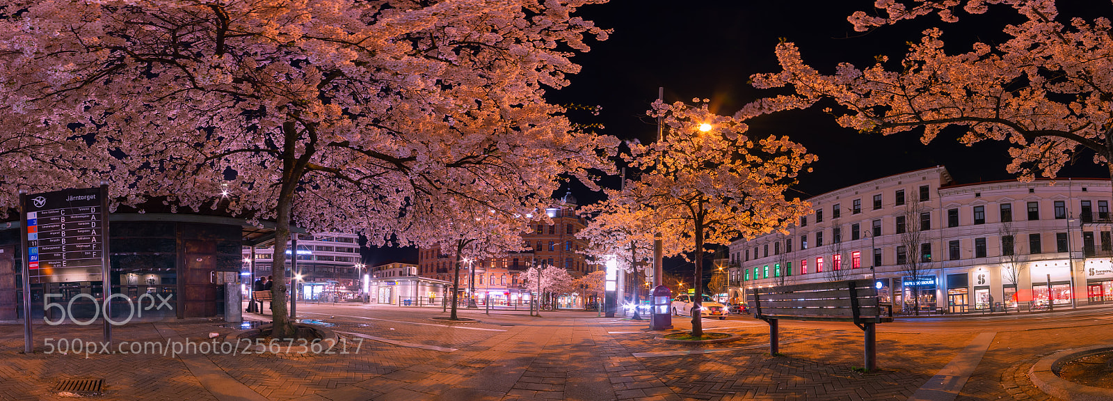 Nikon D610 sample photo. Sakura in sweden photography