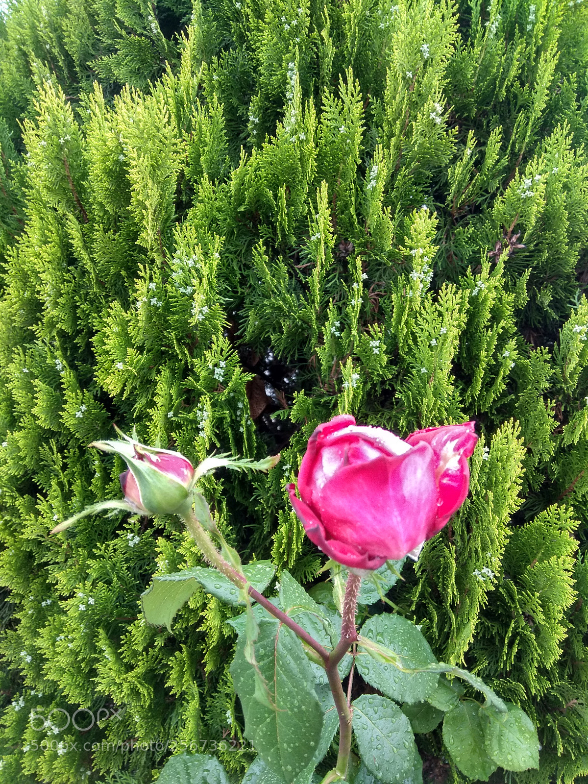 Xiaomi Redmi Note 4 sample photo. Beginning of life & life photography