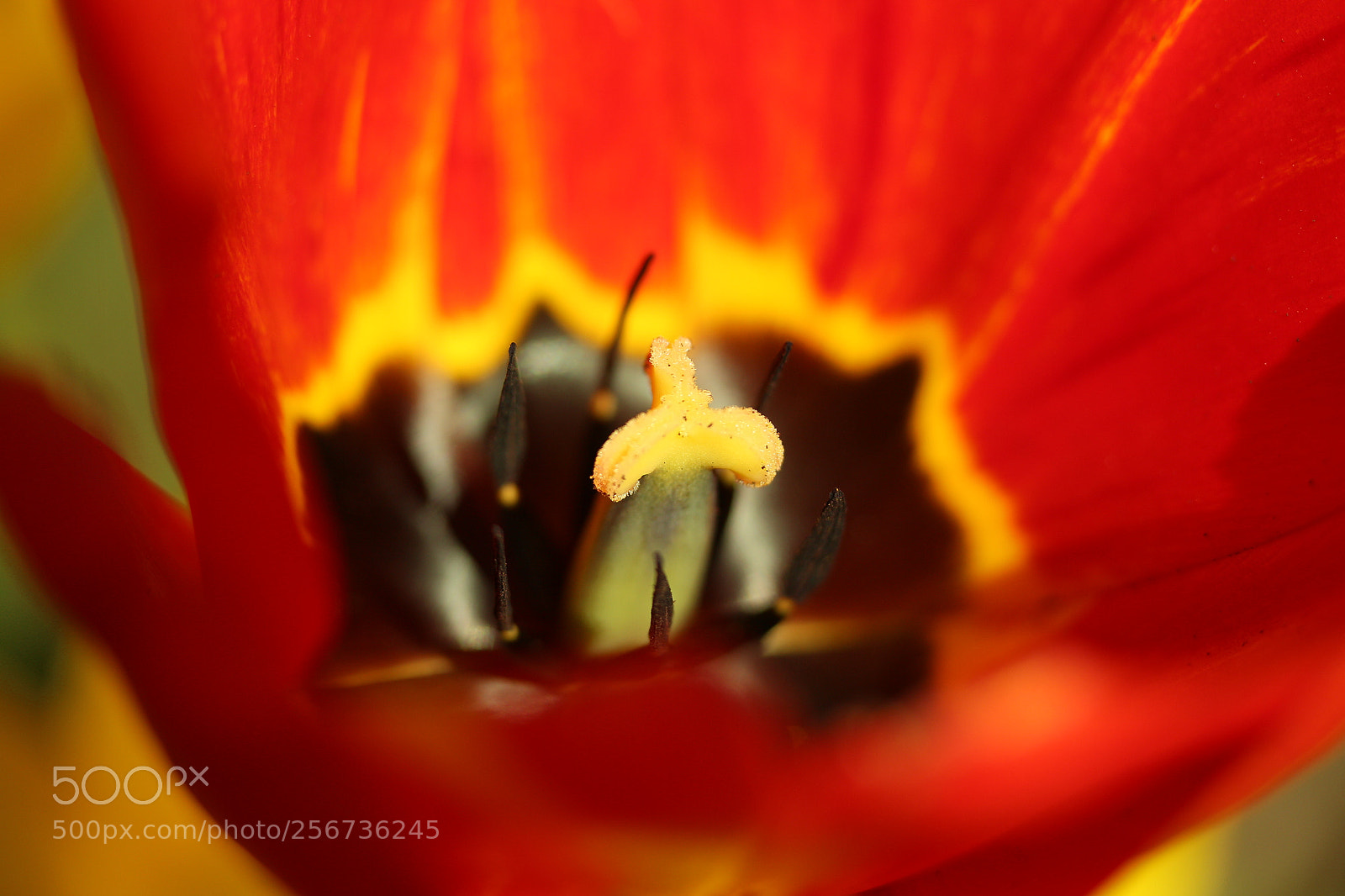 Canon EF-S 60mm F2.8 Macro USM sample photo. Tulip closeup photography