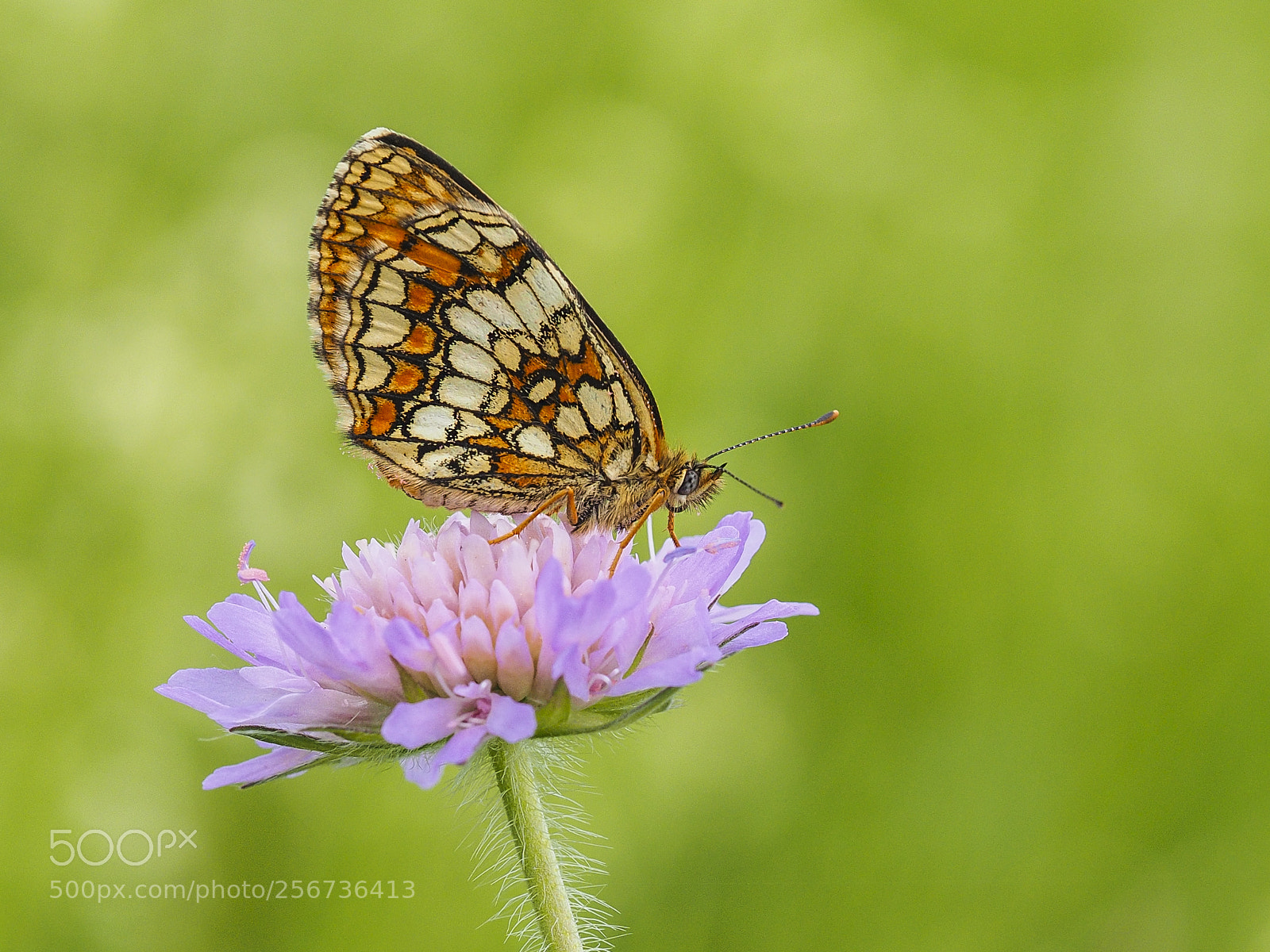 Olympus OM-D E-M1 sample photo. Butterfly photography