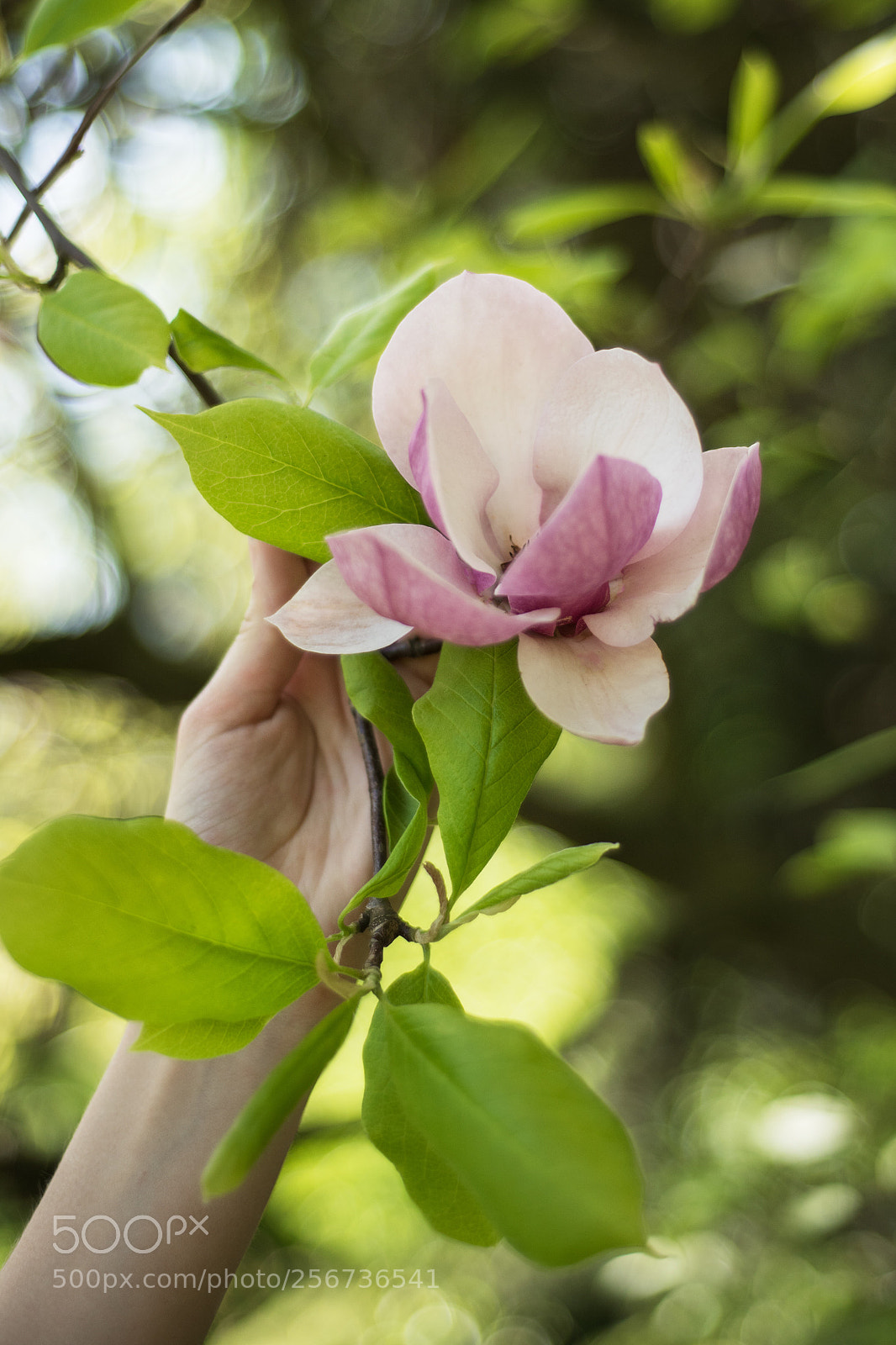 Nikon D750 sample photo. Magnolia flower  photography