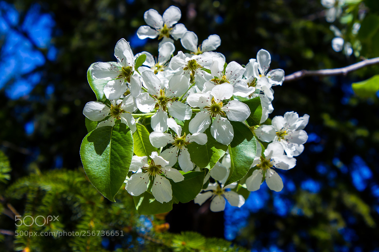 Canon EOS 600D (Rebel EOS T3i / EOS Kiss X5) sample photo. The pear blossomed.   Груша расцвела. photography