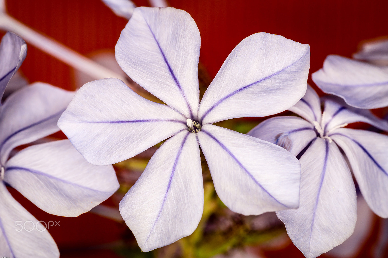 Samsung NX20 sample photo. Striped flower photography