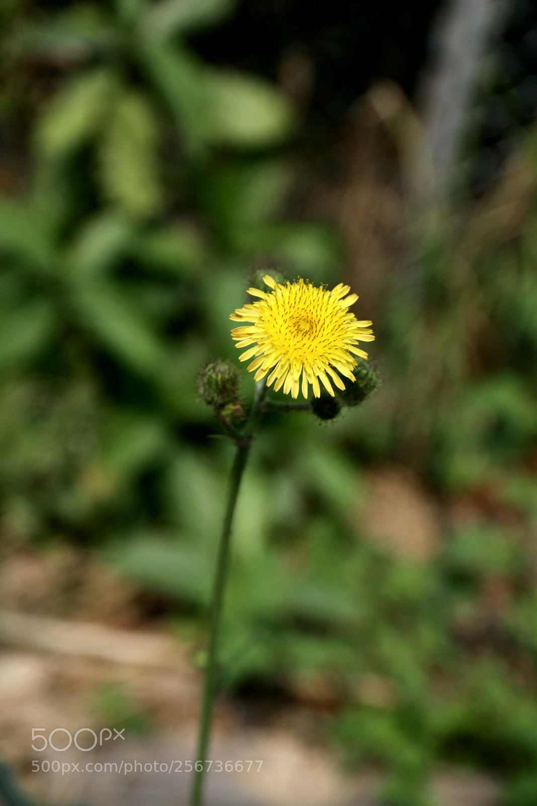 Canon EOS 50D sample photo. Untitled photography