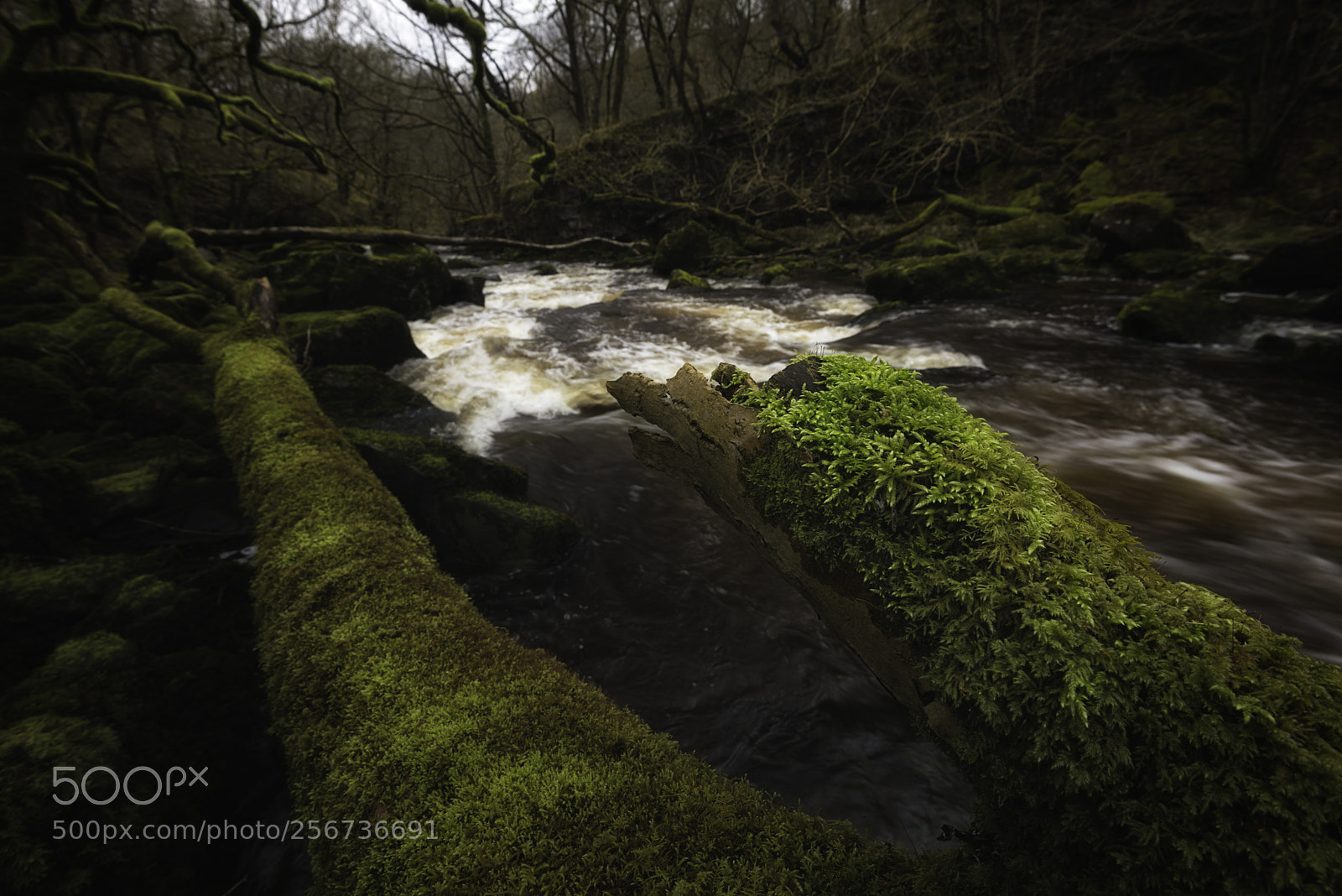 Nikon D800 sample photo. Riverside moss photography
