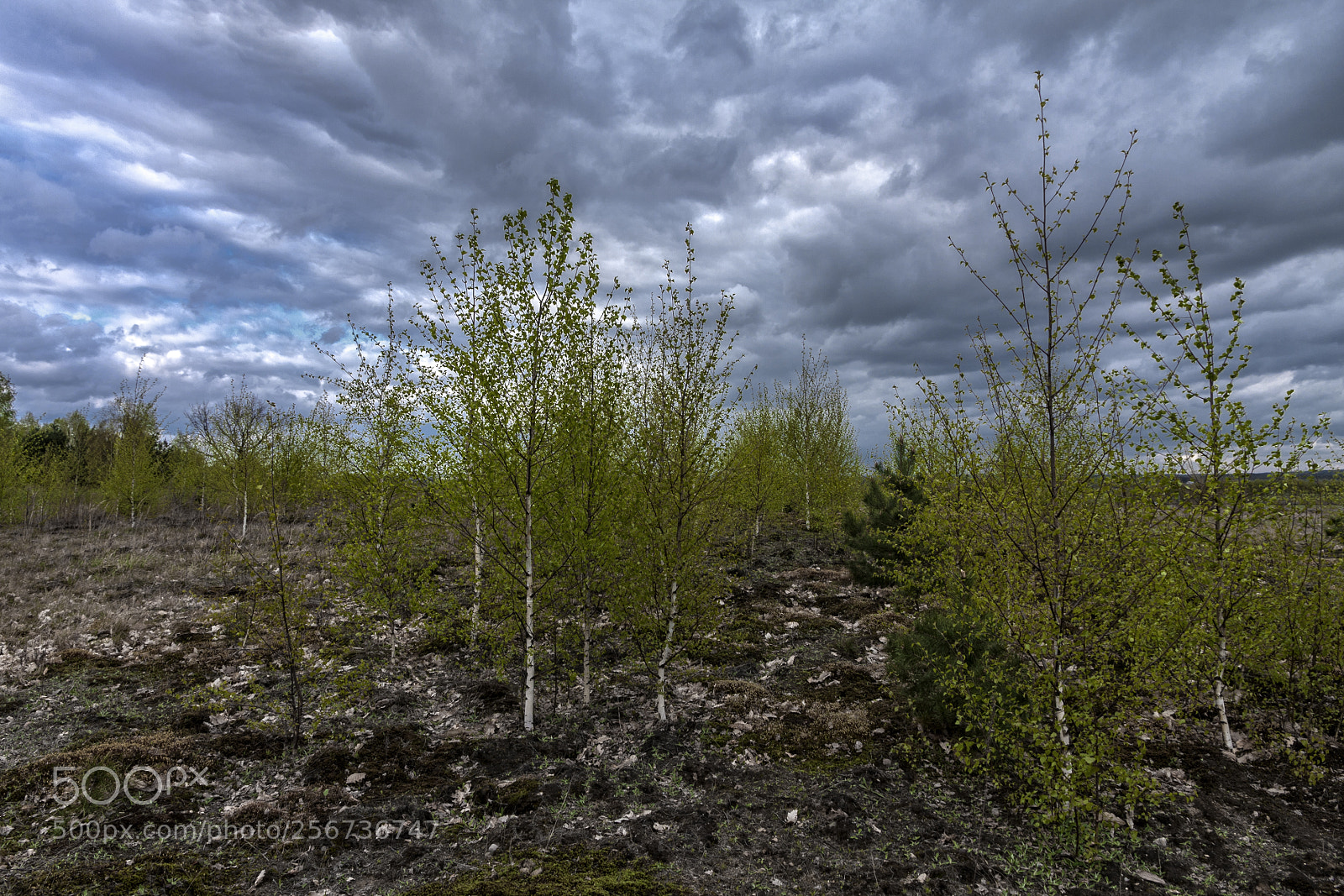 Canon EOS 40D sample photo. In spring photography