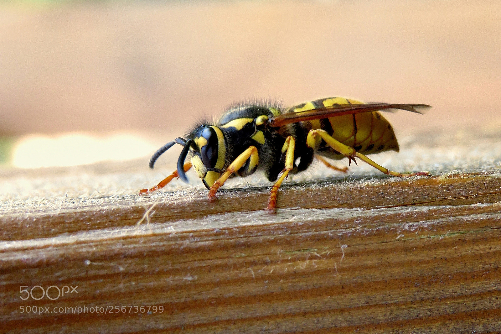 Canon PowerShot SX540 HS sample photo. Wasp photography