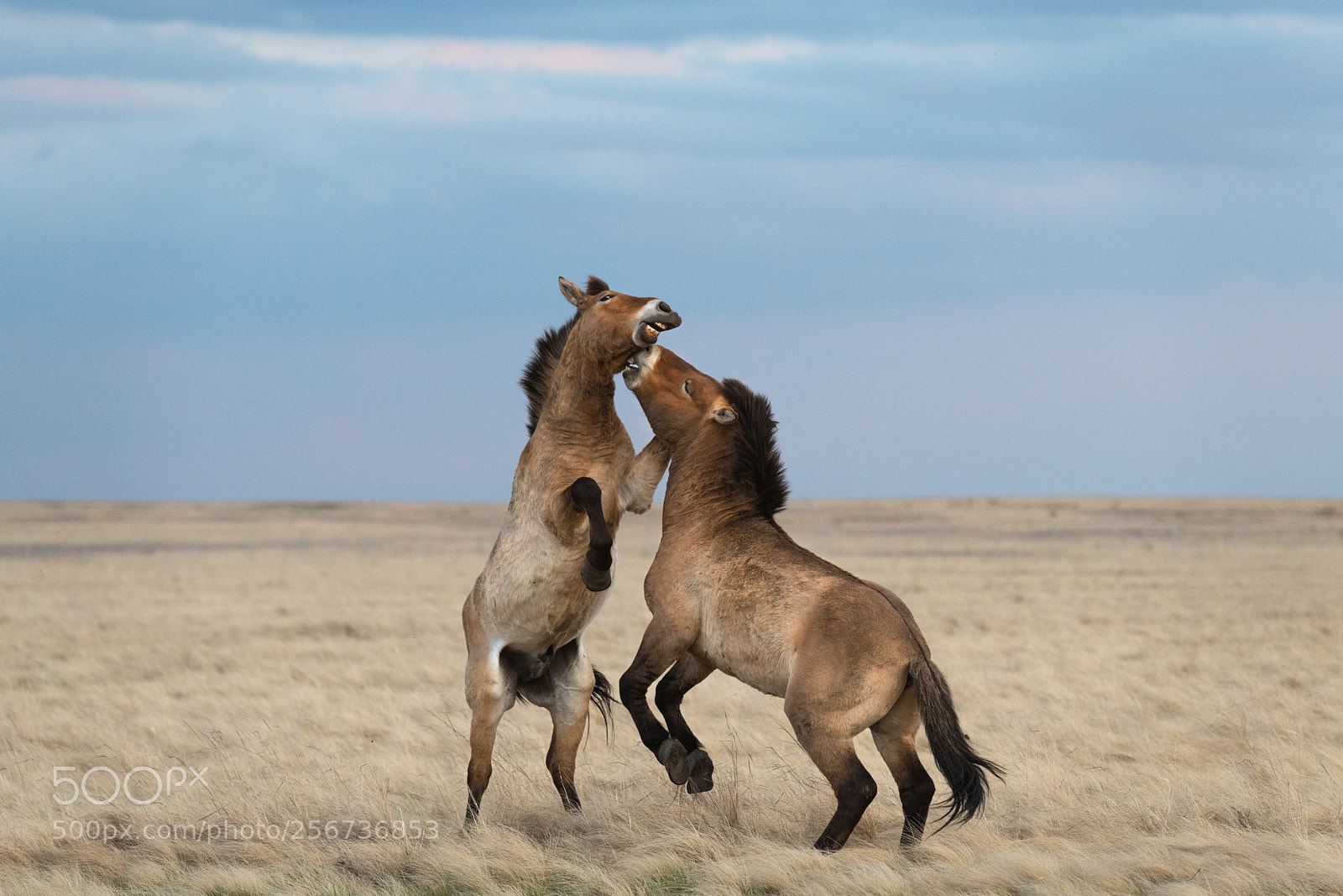 Nikon D850 sample photo. Battle of young stallions photography