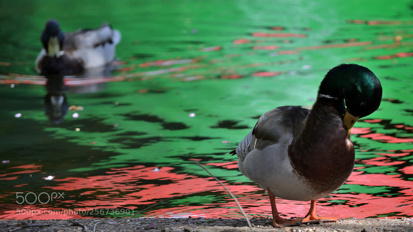 Nikon D3100 sample photo. Observed photography