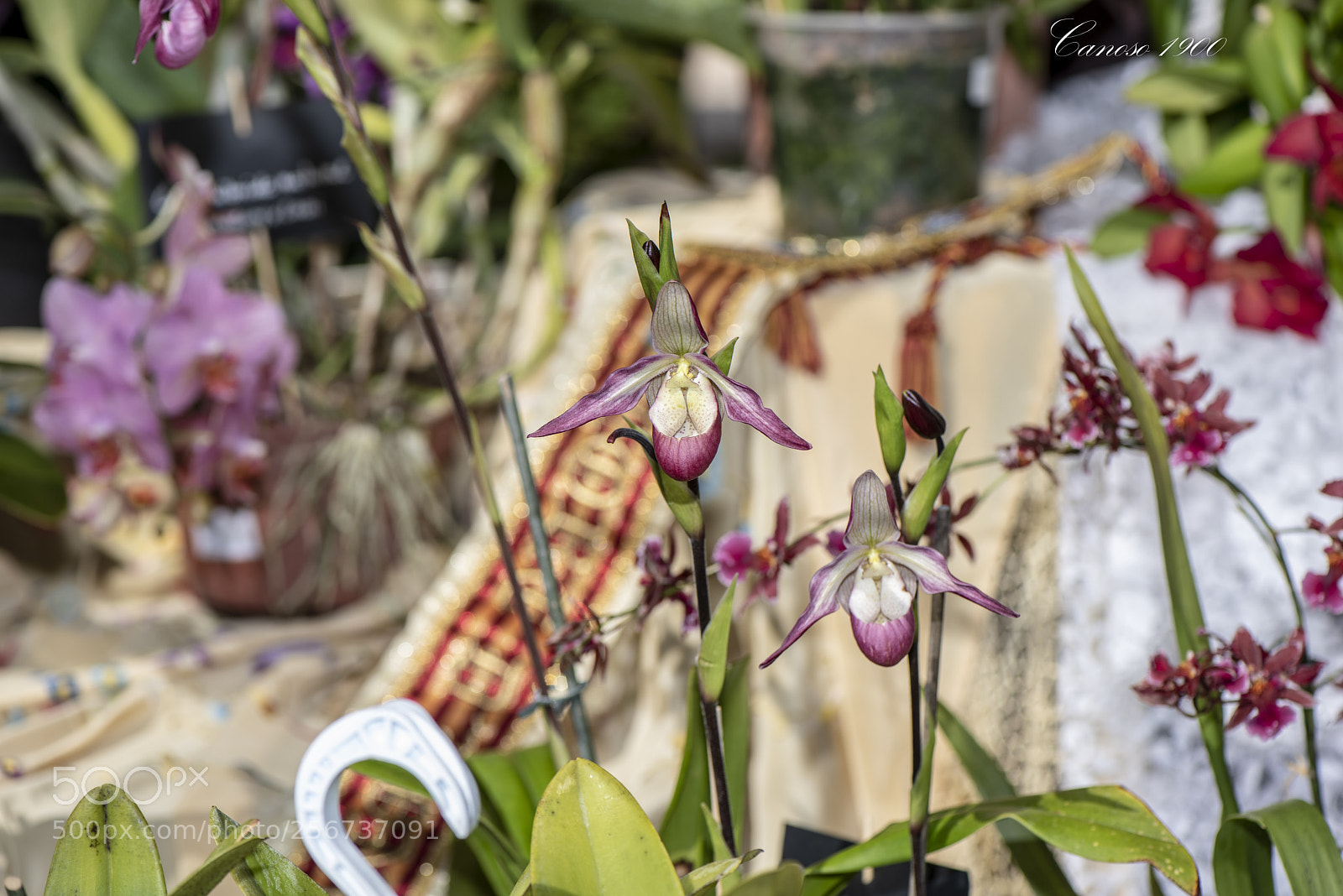 Nikon D810 sample photo. Orquideas photography
