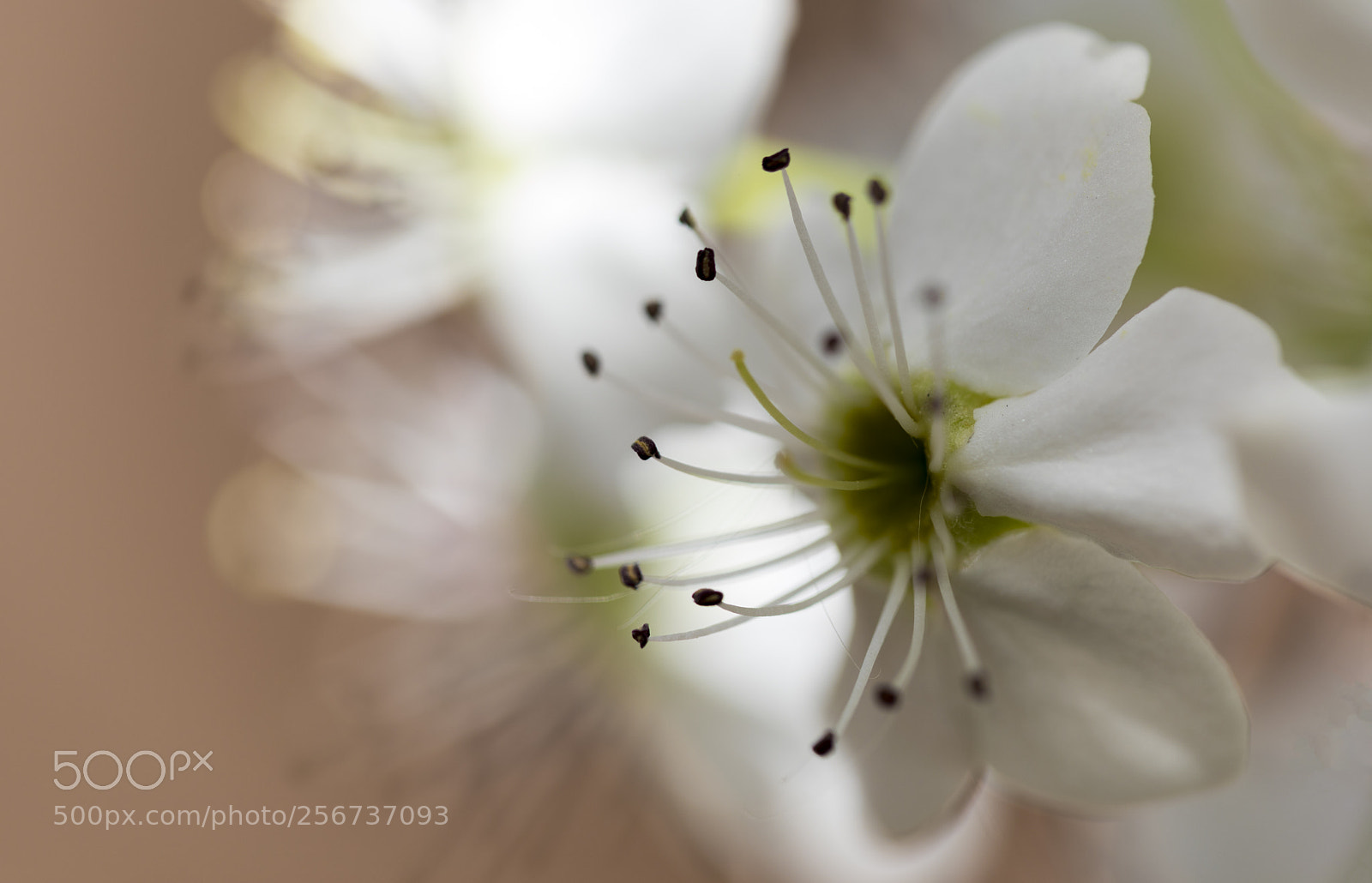 Canon EOS 5D Mark IV sample photo. Pear blossom macro photography