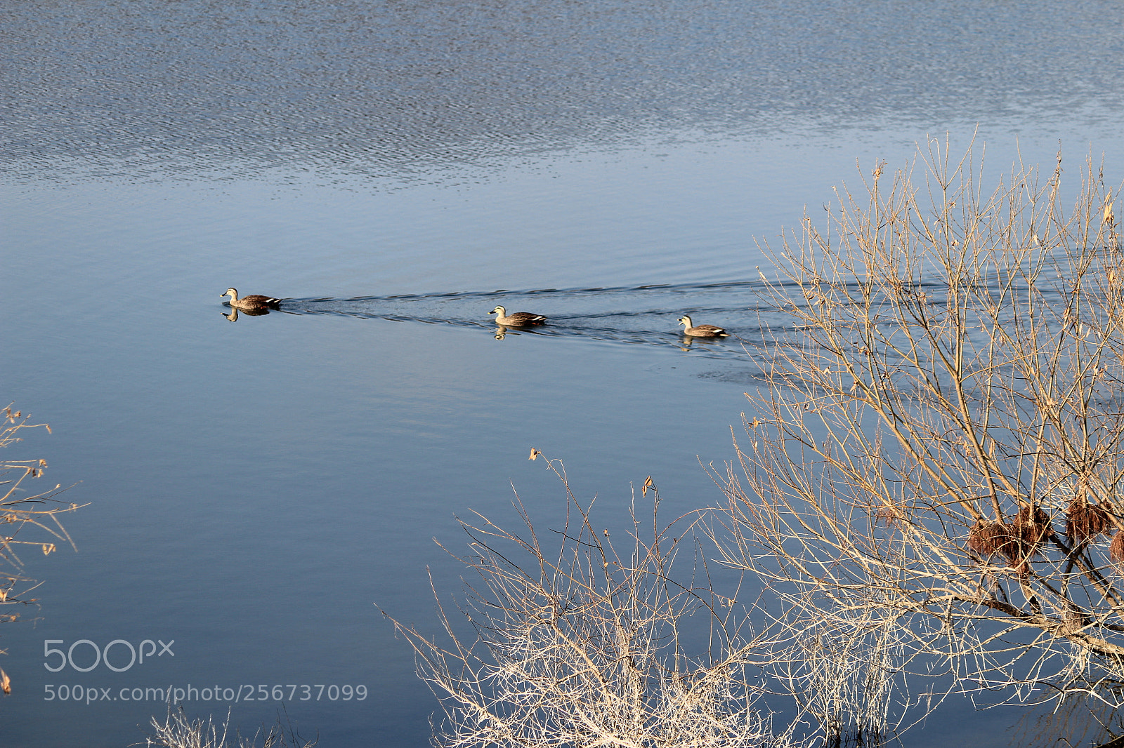 Canon EF-S 55-250mm F4-5.6 IS II sample photo. Friends are out to photography