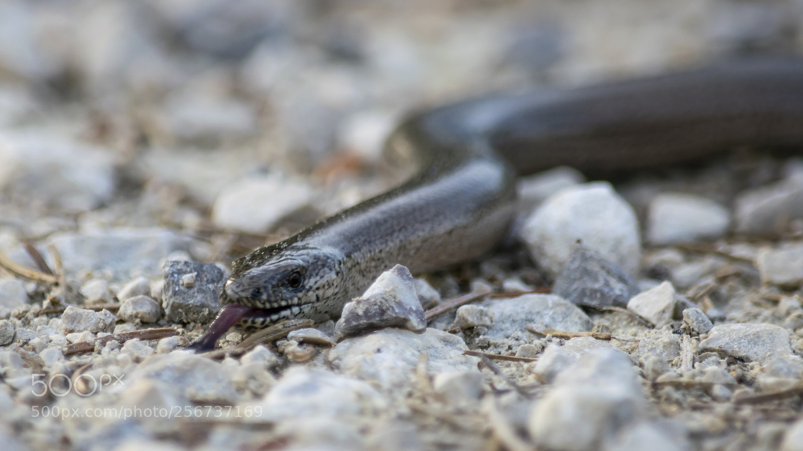Nikon D3300 sample photo. Fake snake photography