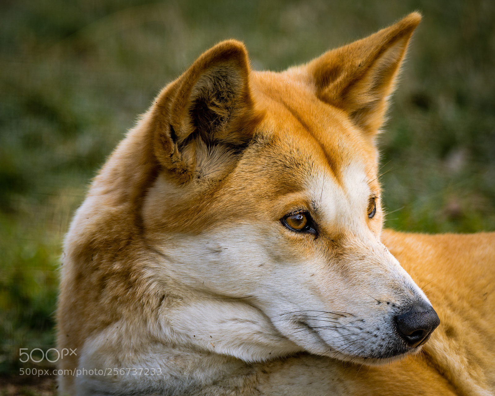 Nikon D7200 sample photo. The dingo ii photography