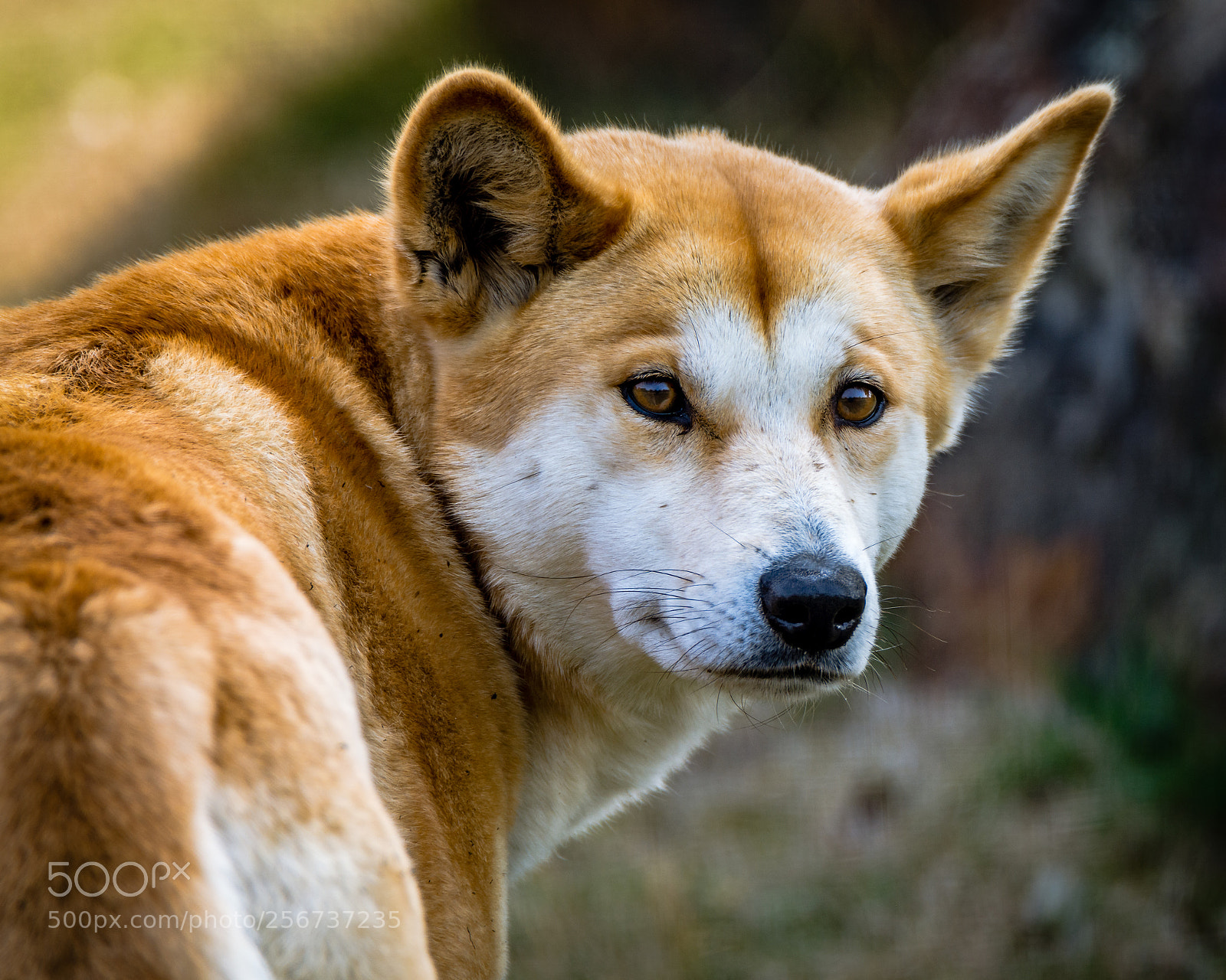 Nikon D7200 sample photo. The dingo i photography