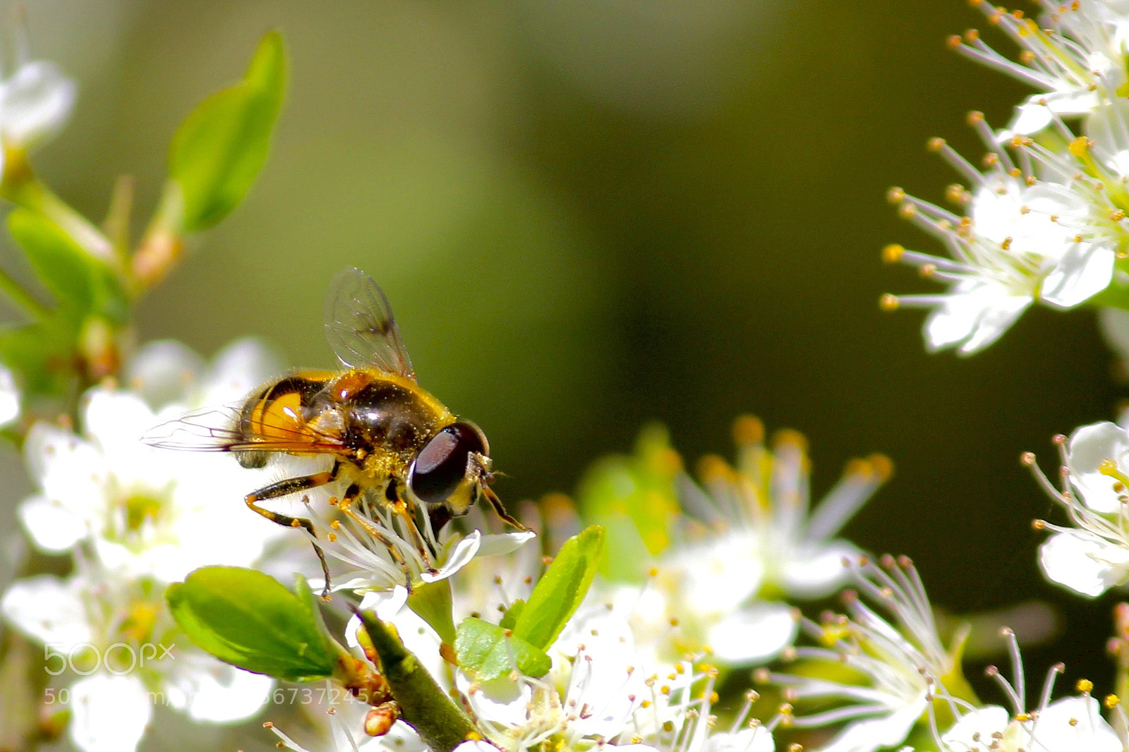 Canon EOS 60D sample photo. Bee photography