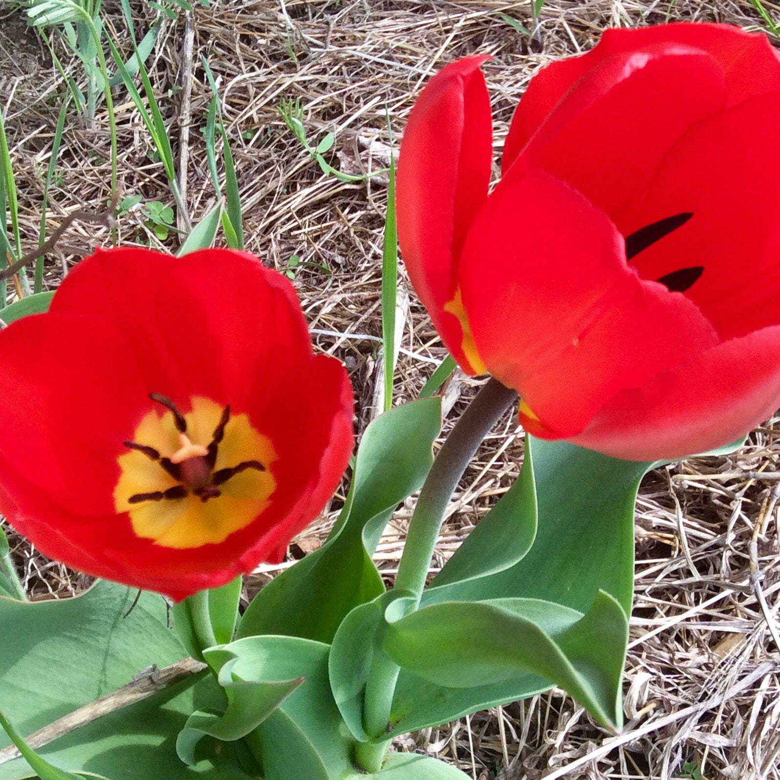 Apple iPad mini 2 sample photo. Tulips in maine photography