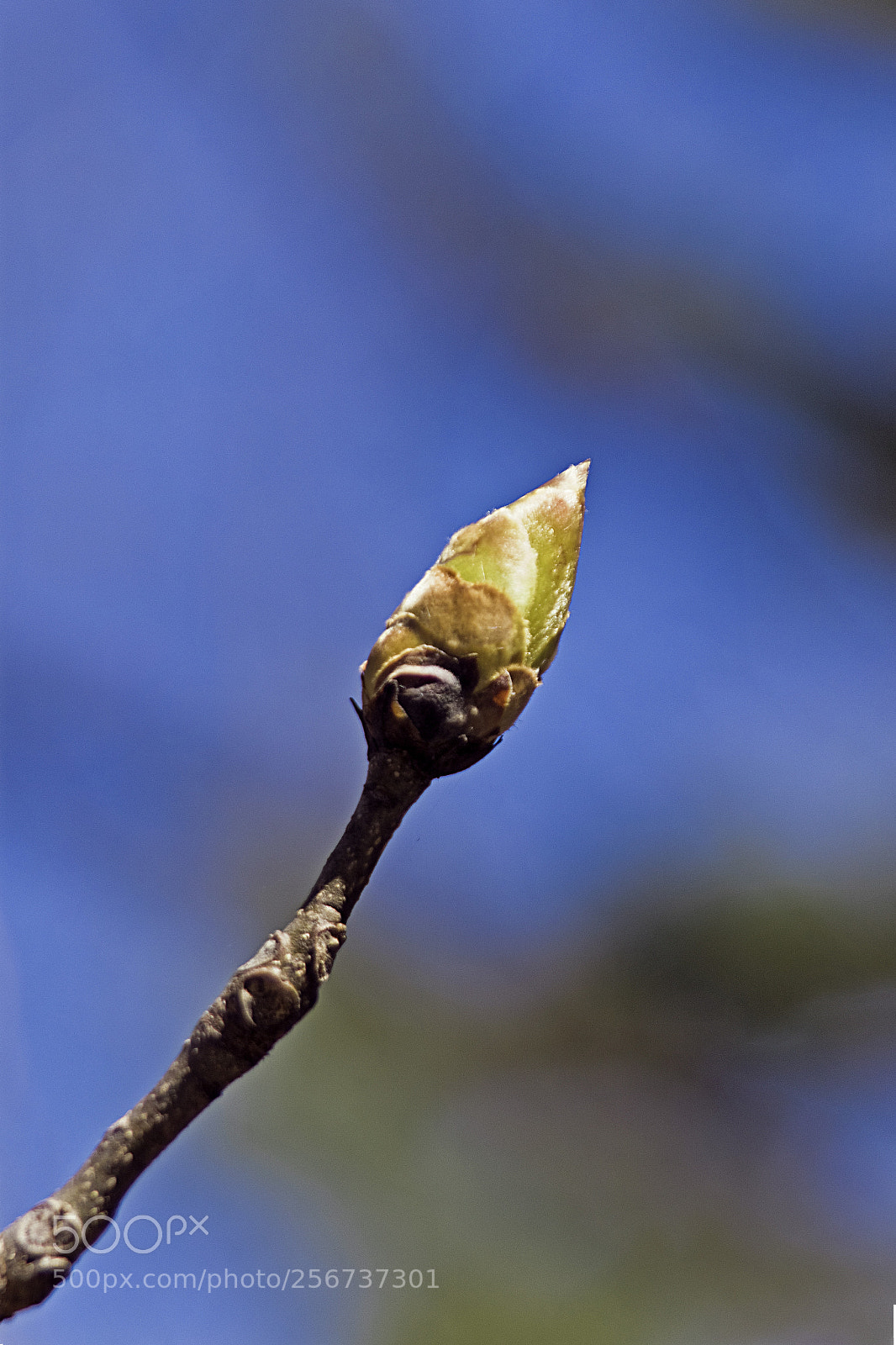 Canon EOS 7D Mark II sample photo. Spring bloom photography