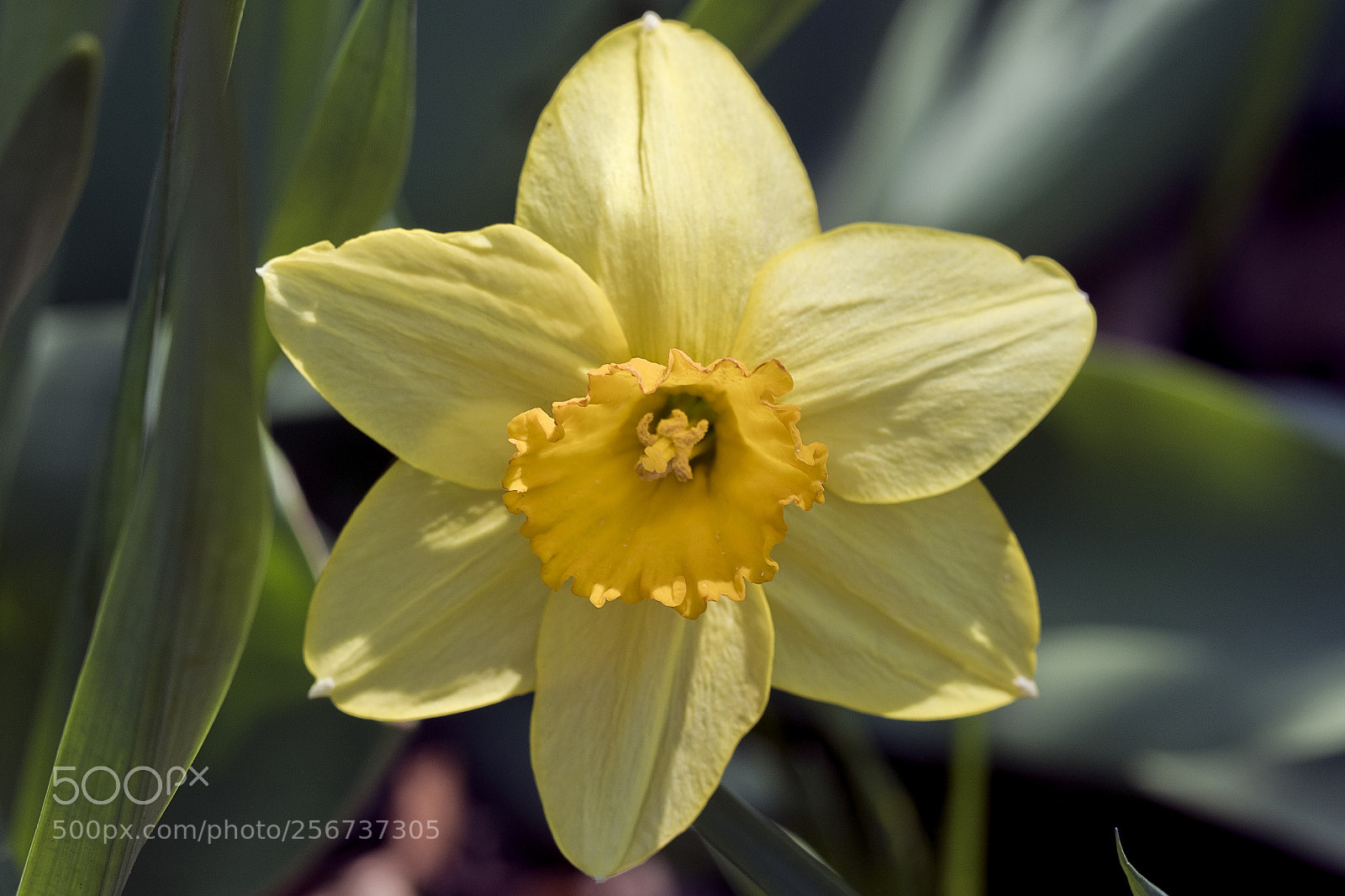 Canon EOS 7D Mark II sample photo. Spring bloom photography
