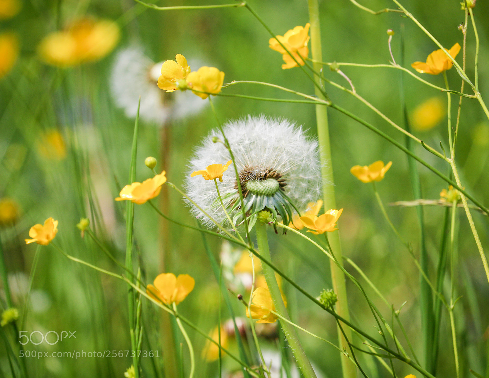 Canon EOS 750D (EOS Rebel T6i / EOS Kiss X8i) sample photo. Leuchtende blumenwiese... photography