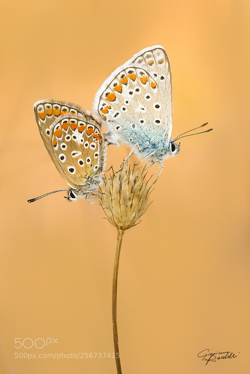Nikon D80 sample photo. Love is in the photography