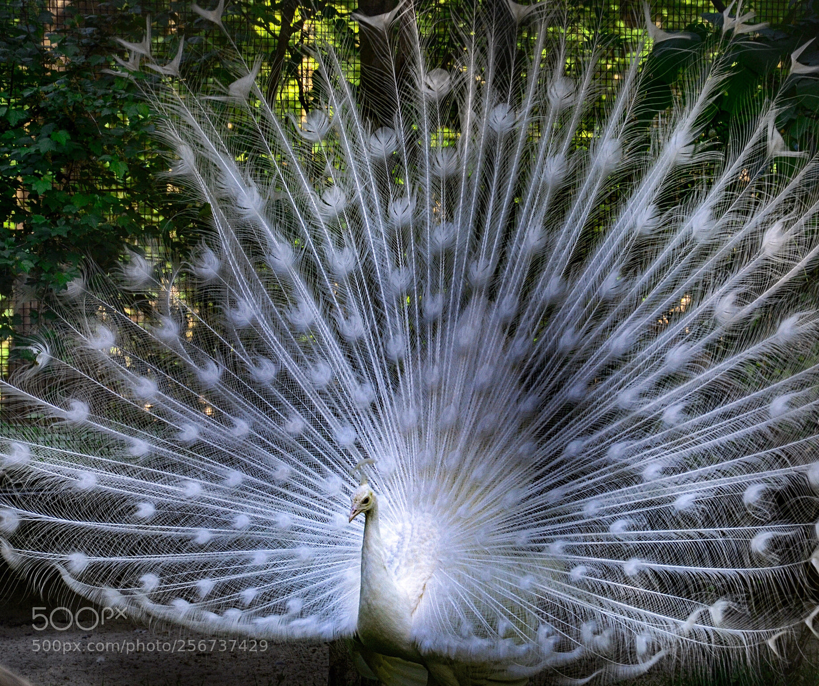 Nikon D7000 sample photo. White beauty photography