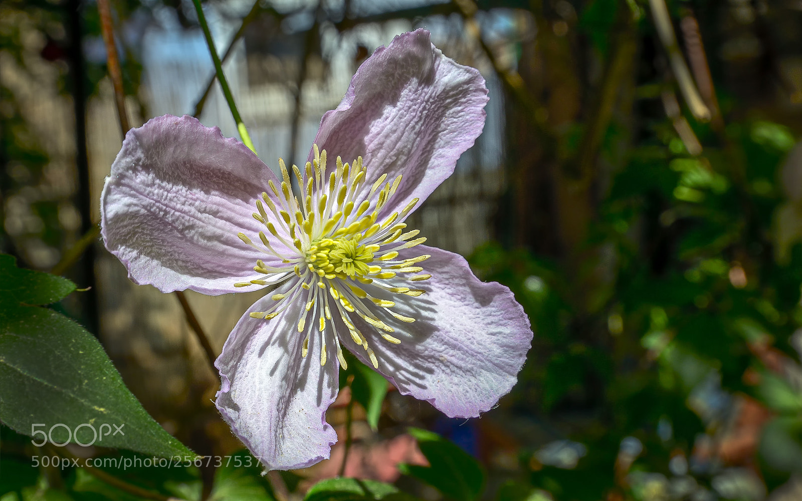 Nikon D800 sample photo. Clematis photography