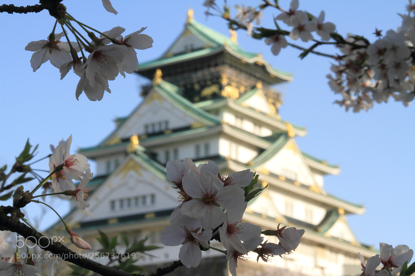 Canon EOS 7D + Canon EF 50mm F1.8 II sample photo. Osaka castle photography