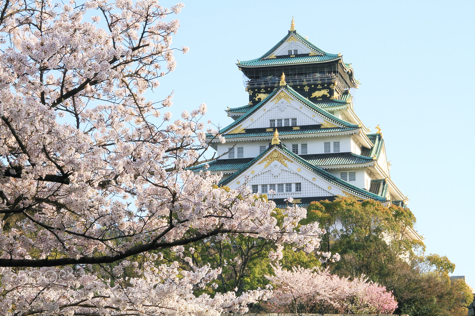 Canon EOS 7D + Canon EF 50mm F1.8 II sample photo. Osaka castle photography
