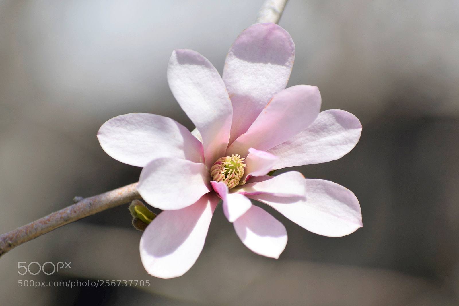 Nikon D5500 sample photo. Pale pink beauty photography