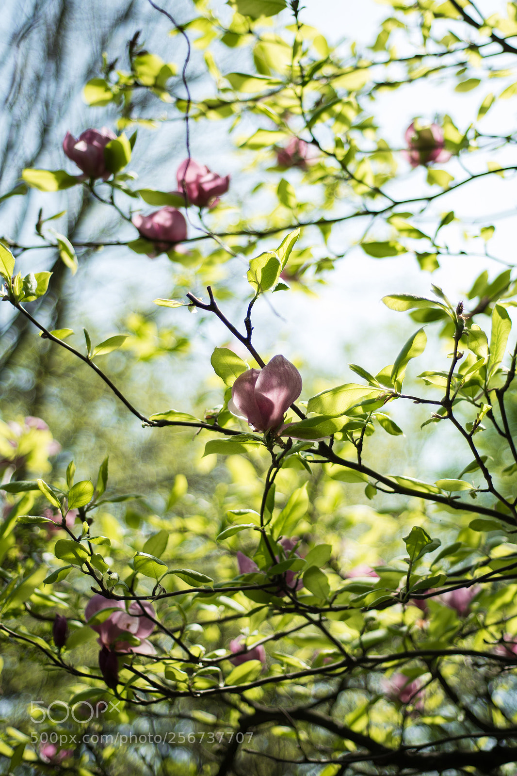 Nikon D750 sample photo. Magnolia flowers  photography