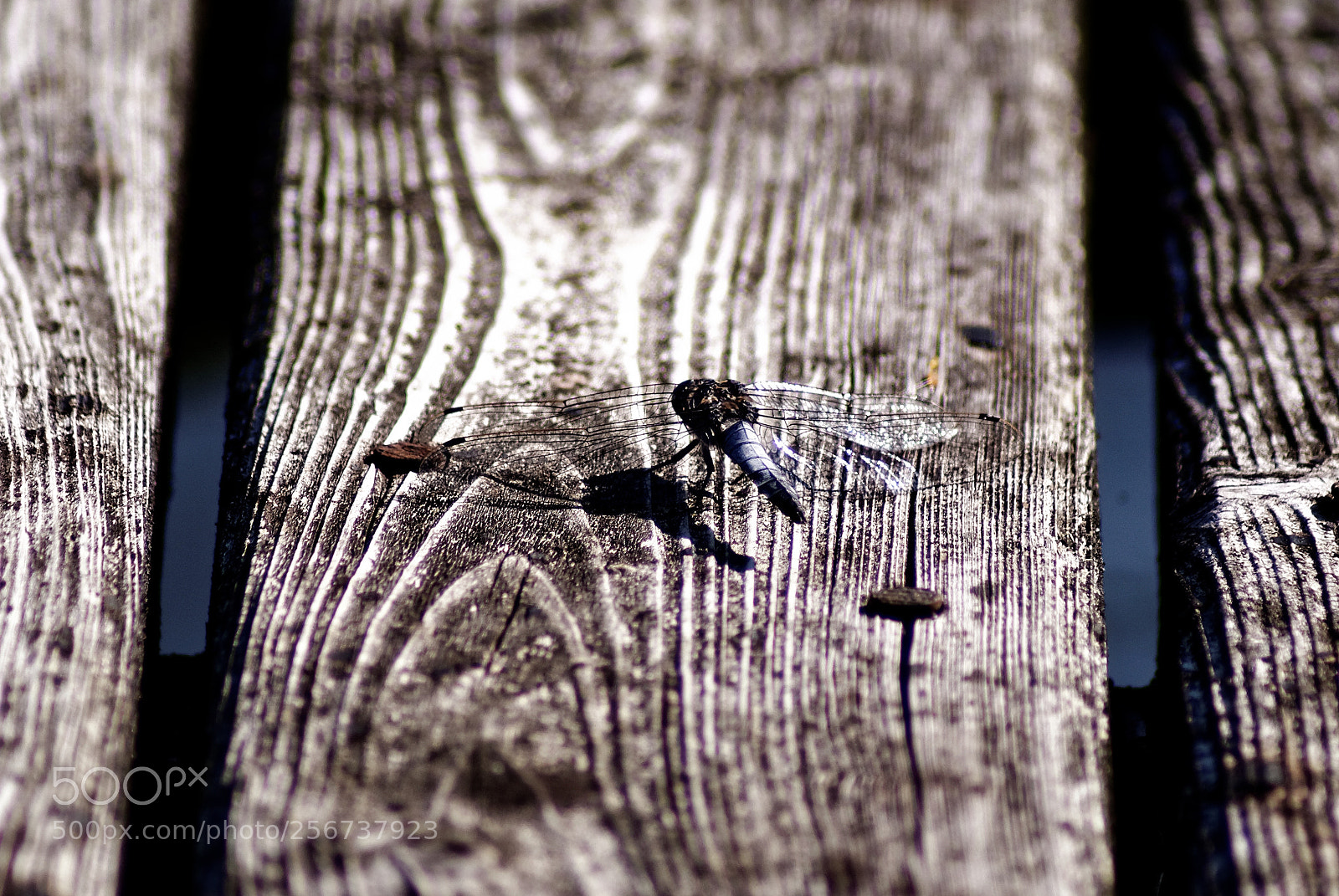 Sony Alpha DSLR-A200 sample photo. Take a rest photography