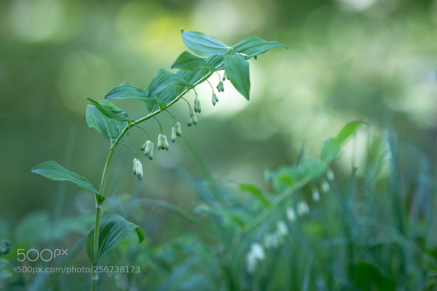 Canon EOS 70D sample photo. In the deep green photography