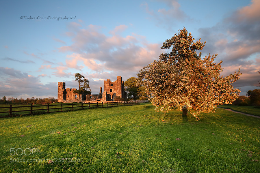 Canon EOS 5D Mark IV sample photo. Bective abbey photography