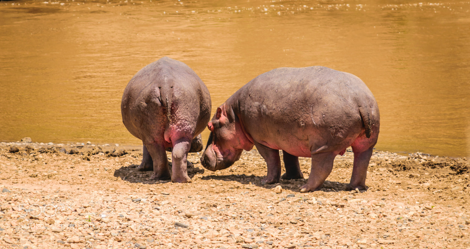 Nikon D5300 sample photo. Hippos photography