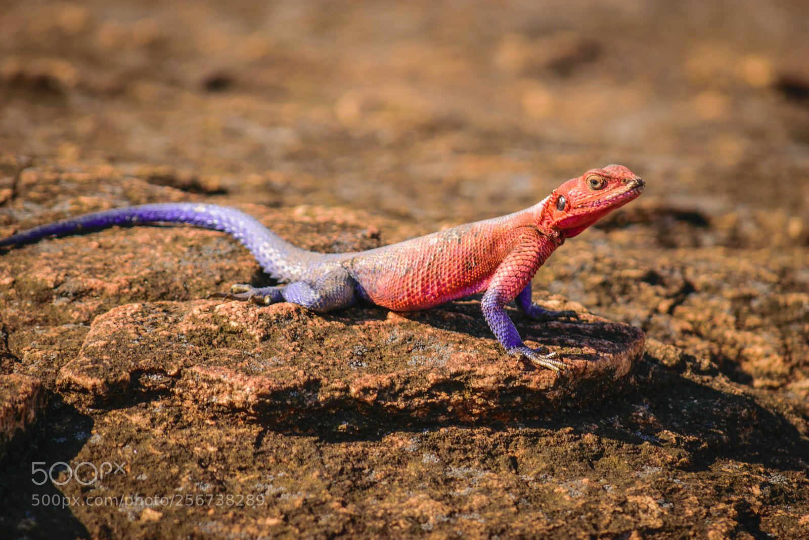 Nikon D5300 sample photo. Spiderman agama photography