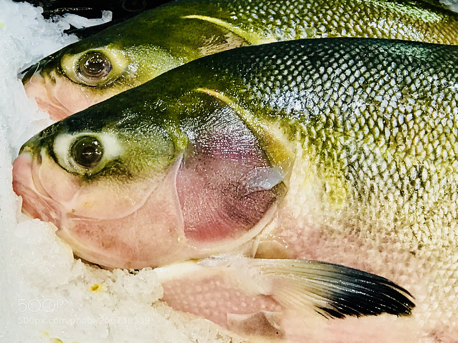 Apple iPhone 7 Plus sample photo. Fish  photography