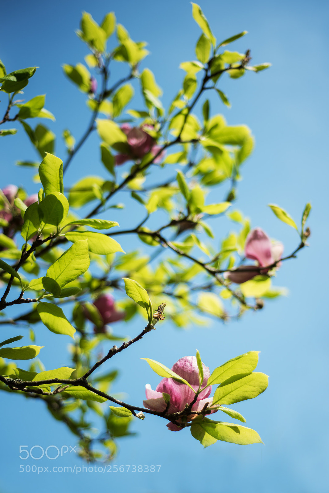 Nikon D750 sample photo. Magnolia flowers  photography